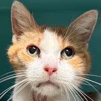 Tommi, chat à adopter