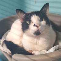 BIRKIN, chatte à adopter