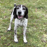 Sushi CAA14561, chien à adopter