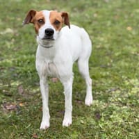 Nephtys CAA14563, chienne à adopter
