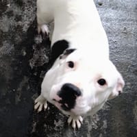 ARTENYS, chienne à adopter