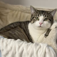 Arizona CAB5066, chatte à adopter