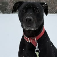 RAPTOR, chien à adopter