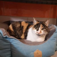 Sira, chatte à adopter