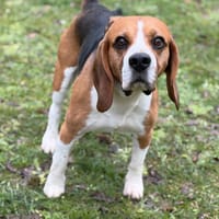 Napoléon CAA14571, chien à adopter