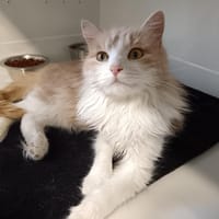 CLEOPATRE CTTE, chatte à adopter