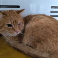 Caramel, chat à adopter