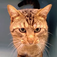 BLIZZARD, chat à adopter