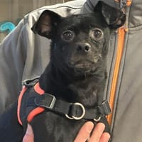 SNOOPY, chien à adopter