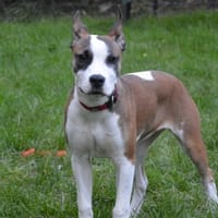 HAIRA CHAO, chienne à adopter