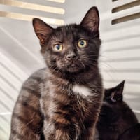 EROS, chat à adopter