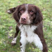 Anka CAA14560, chienne à adopter