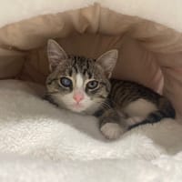 NUTSIE (en cours d'adoption), chatte à adopter