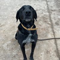 OROS PAA24055, chien à adopter