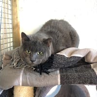 BERTRAND pab28293, chat à adopter