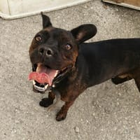 Will I am, chien à adopter