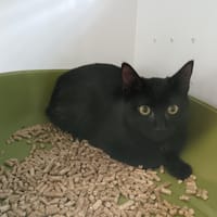 TéTI CTTE, chatte à adopter