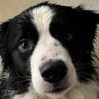 Shadow, chien à adopter