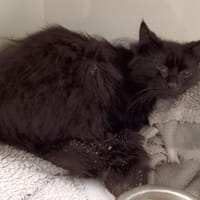 SATIAH CTTE, chatte à adopter