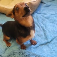 COOKIE, chien à adopter