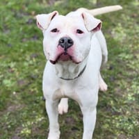 Oana CAA14568, chienne à adopter