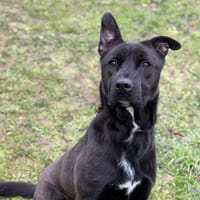 Ross CAA14567, chien à adopter