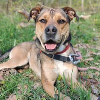 VEGETA, chien à adopter