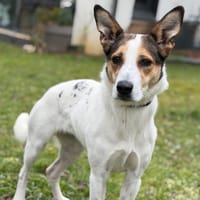 Lassie CAA14570, chienne à adopter