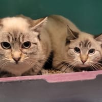 POUPETTE, chatte à adopter