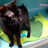 Sansa, chatte à adopter