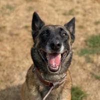 PAIDGE, chienne à adopter