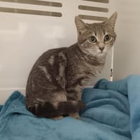 DARIA CTTE, chatte à adopter