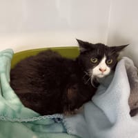 NEFERTITI CTTE, chatte à adopter