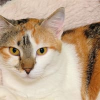 CHANEL A17037, chatte à adopter