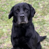 Jackson CAA14565, chien à adopter