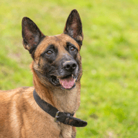 PETIT COEUR HAA24688, chien à adopter