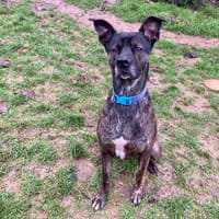 RYUK, chien à adopter