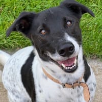 LACOSTE, chien à adopter