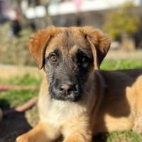 Manon, chienne à adopter