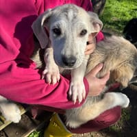 Lucie, chienne à adopter