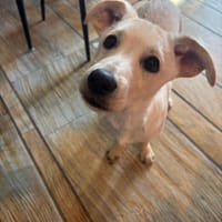 Top Bro, chien à adopter