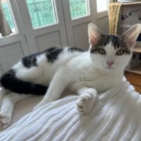 Zeldah d'Orly, chat à adopter