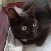 MINUIT, chatte à adopter