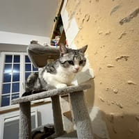 penelope, chatte à adopter