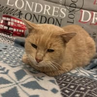 surimi, chat à adopter