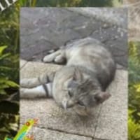 Oscar, chat à adopter