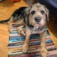 Czesław, pies do adopcji