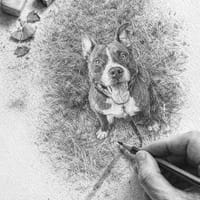 Le beau, le grand, le fort TATUM !, chien à adopter