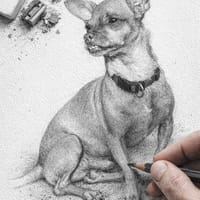 Le fidèle COCO, chien à adopter