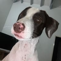 Magnifique LOVELY, chienne à adopter